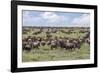 Wildebeest migration, Serengeti National Park, Tanzania, Africa-Adam Jones-Framed Photographic Print