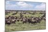 Wildebeest migration, Serengeti National Park, Tanzania, Africa-Adam Jones-Mounted Photographic Print
