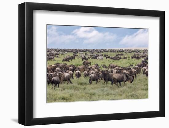 Wildebeest migration, Serengeti National Park, Tanzania, Africa-Adam Jones-Framed Photographic Print