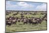 Wildebeest migration, Serengeti National Park, Tanzania, Africa-Adam Jones-Mounted Photographic Print