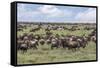Wildebeest migration, Serengeti National Park, Tanzania, Africa-Adam Jones-Framed Stretched Canvas