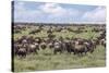 Wildebeest migration, Serengeti National Park, Tanzania, Africa-Adam Jones-Stretched Canvas