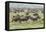 Wildebeest migration, Serengeti National Park, Tanzania, Africa-Adam Jones-Framed Stretched Canvas