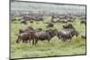 Wildebeest migration, Serengeti National Park, Tanzania, Africa-Adam Jones-Mounted Photographic Print