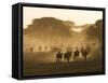 Wildebeest Migration, Tanzania-Charles Sleicher-Framed Stretched Canvas