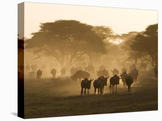 Wildebeest Migration, Tanzania-Charles Sleicher-Stretched Canvas