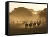 Wildebeest Migration, Tanzania-Charles Sleicher-Framed Stretched Canvas