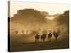 Wildebeest Migration, Tanzania-Charles Sleicher-Stretched Canvas