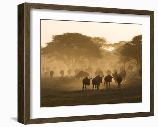 Wildebeest Migration, Tanzania-Charles Sleicher-Framed Photographic Print