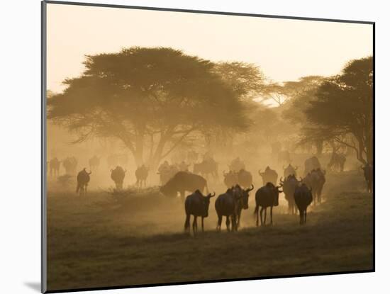 Wildebeest Migration, Tanzania-Charles Sleicher-Mounted Photographic Print