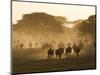 Wildebeest Migration, Tanzania-Charles Sleicher-Mounted Photographic Print