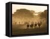 Wildebeest Migration, Tanzania-Charles Sleicher-Framed Stretched Canvas