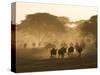 Wildebeest Migration, Tanzania-Charles Sleicher-Stretched Canvas