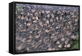 Wildebeest Migration-Paul Souders-Framed Stretched Canvas