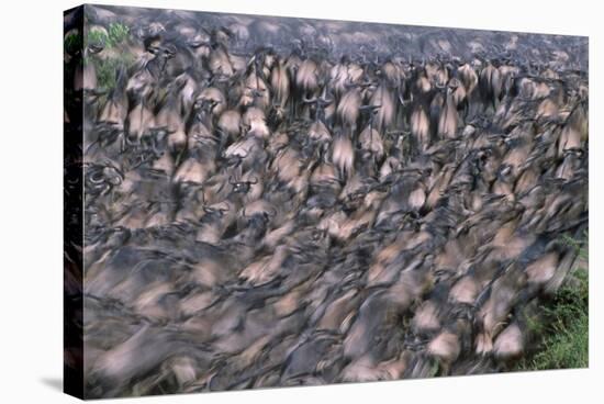 Wildebeest Migration-Paul Souders-Stretched Canvas