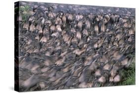 Wildebeest Migration-Paul Souders-Stretched Canvas