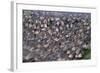 Wildebeest Migration-Paul Souders-Framed Photographic Print