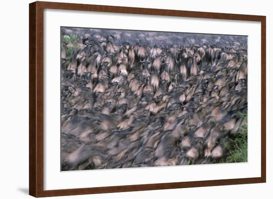 Wildebeest Migration-Paul Souders-Framed Photographic Print