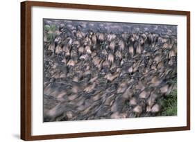 Wildebeest Migration-Paul Souders-Framed Photographic Print