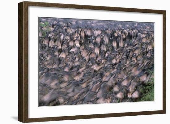 Wildebeest Migration-Paul Souders-Framed Photographic Print