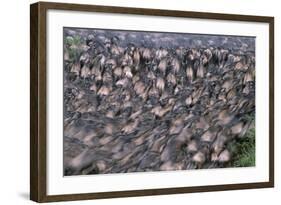 Wildebeest Migration-Paul Souders-Framed Photographic Print