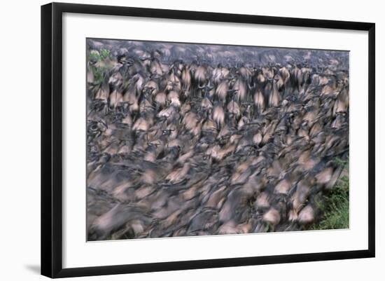 Wildebeest Migration-Paul Souders-Framed Photographic Print