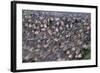 Wildebeest Migration-Paul Souders-Framed Photographic Print