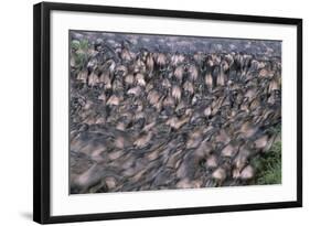 Wildebeest Migration-Paul Souders-Framed Photographic Print