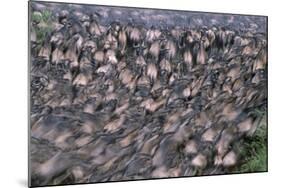 Wildebeest Migration-Paul Souders-Mounted Photographic Print