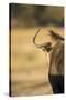 Wildebeest, Moremi Game Reserve, Botswana-Paul Souders-Stretched Canvas