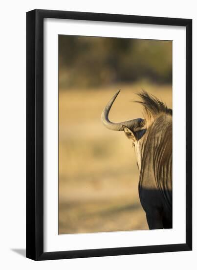 Wildebeest, Moremi Game Reserve, Botswana-Paul Souders-Framed Premium Photographic Print