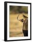 Wildebeest, Moremi Game Reserve, Botswana-Paul Souders-Framed Premium Photographic Print