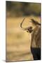 Wildebeest, Moremi Game Reserve, Botswana-Paul Souders-Mounted Premium Photographic Print