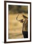 Wildebeest, Moremi Game Reserve, Botswana-Paul Souders-Framed Photographic Print