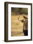 Wildebeest, Moremi Game Reserve, Botswana-Paul Souders-Framed Photographic Print