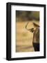 Wildebeest, Moremi Game Reserve, Botswana-Paul Souders-Framed Photographic Print