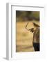 Wildebeest, Moremi Game Reserve, Botswana-Paul Souders-Framed Photographic Print