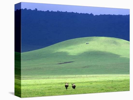 Wildebeest on Grassland in Ngorongoro Crater-Tibor Bogn?r-Stretched Canvas