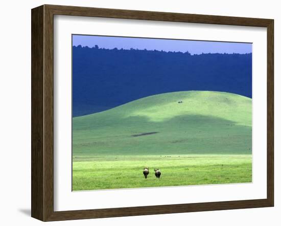 Wildebeest on Grassland in Ngorongoro Crater-Tibor Bogn?r-Framed Premium Photographic Print