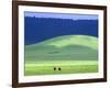 Wildebeest on Grassland in Ngorongoro Crater-Tibor Bogn?r-Framed Photographic Print