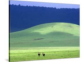 Wildebeest on Grassland in Ngorongoro Crater-Tibor Bogn?r-Stretched Canvas