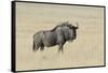 Wildebeest on the open pan Etosha National Park-Darrell Gulin-Framed Stretched Canvas