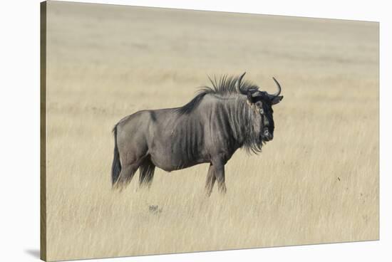 Wildebeest on the open pan Etosha National Park-Darrell Gulin-Stretched Canvas