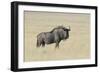 Wildebeest on the open pan Etosha National Park-Darrell Gulin-Framed Photographic Print