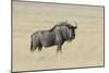Wildebeest on the open pan Etosha National Park-Darrell Gulin-Mounted Photographic Print