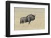 Wildebeest on the open pan Etosha National Park-Darrell Gulin-Framed Photographic Print
