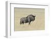 Wildebeest on the open pan Etosha National Park-Darrell Gulin-Framed Photographic Print