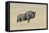 Wildebeest on the open pan Etosha National Park-Darrell Gulin-Framed Stretched Canvas