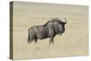Wildebeest on the open pan Etosha National Park-Darrell Gulin-Stretched Canvas