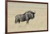 Wildebeest on the open pan Etosha National Park-Darrell Gulin-Framed Photographic Print